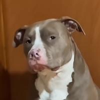 original sound - Funnypets197