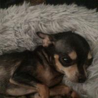 original sound - 🦌🫀Yippeee🍷🫁