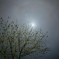 original sound - petri dish